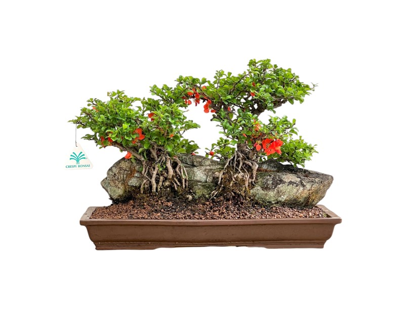 Chaenomeles Chojubai - Cotogno - 31 cm