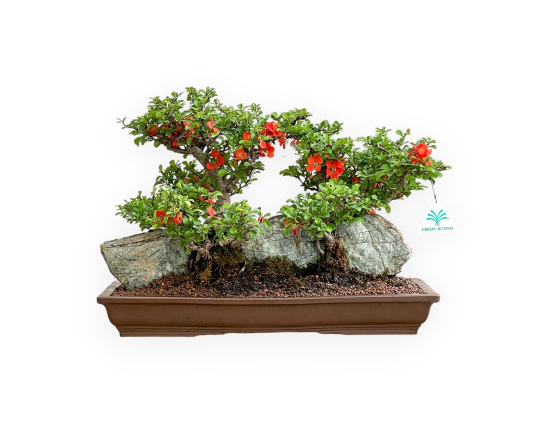 Chaenomeles Chojubai - Asian Quince - 31 cm