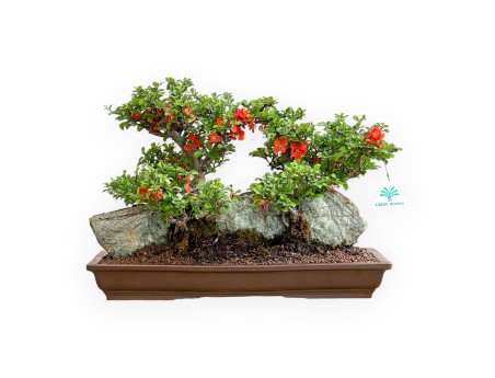 Chaenomeles Chojubai - Cotogno - 31 cm