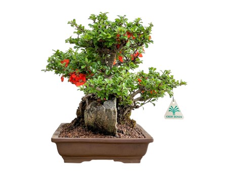 Chaenomeles Chojubai - Cotogno - 31 cm