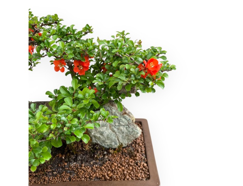 Chaenomeles Chojubai - Cotogno - 31 cm