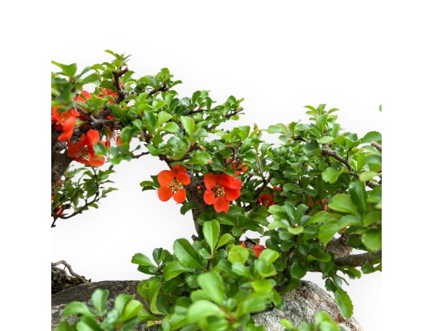 Chaenomeles Chojubai - Coing Asiatique - 31 cm 2