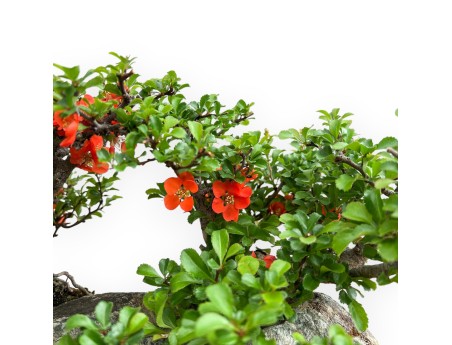 Chaenomeles Chojubai - Cotogno - 31 cm