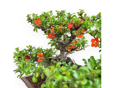 Chaenomeles Chojubai - Asian Quince - 31 cm