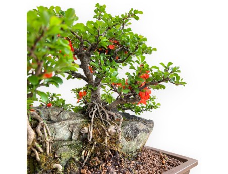 Chaenomeles Chojubai - Cotogno - 31 cm