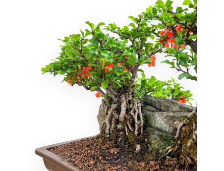 Chaenomeles Chojubai - Asian Quince - 31 cm