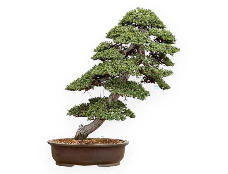 Juniperus Rigida - Genévrier - 98 cm