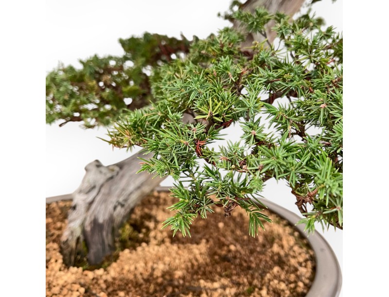 Juniperus Rigida - Genévrier - 98 cm