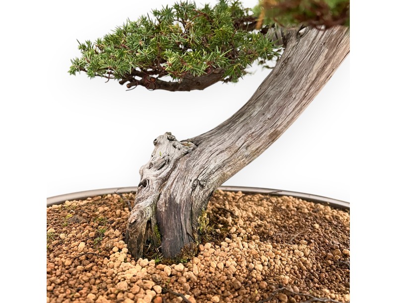 Juniperus Rigida - Juniper - 98 cm
