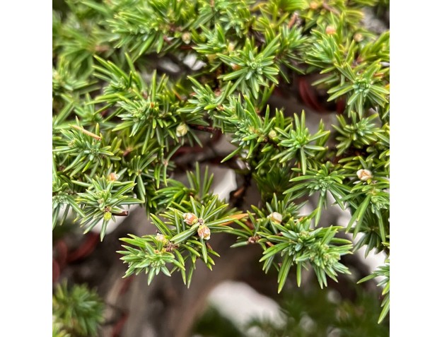 Juniperus Rigida - Wacholder - 98 cm 2