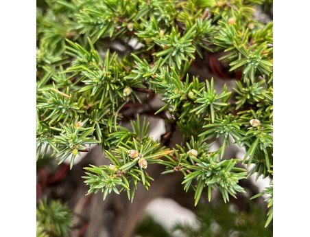 Juniperus Rigida - Juniper - 98 cm