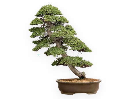 Juniperus Rigida - Enebro - 98 cm