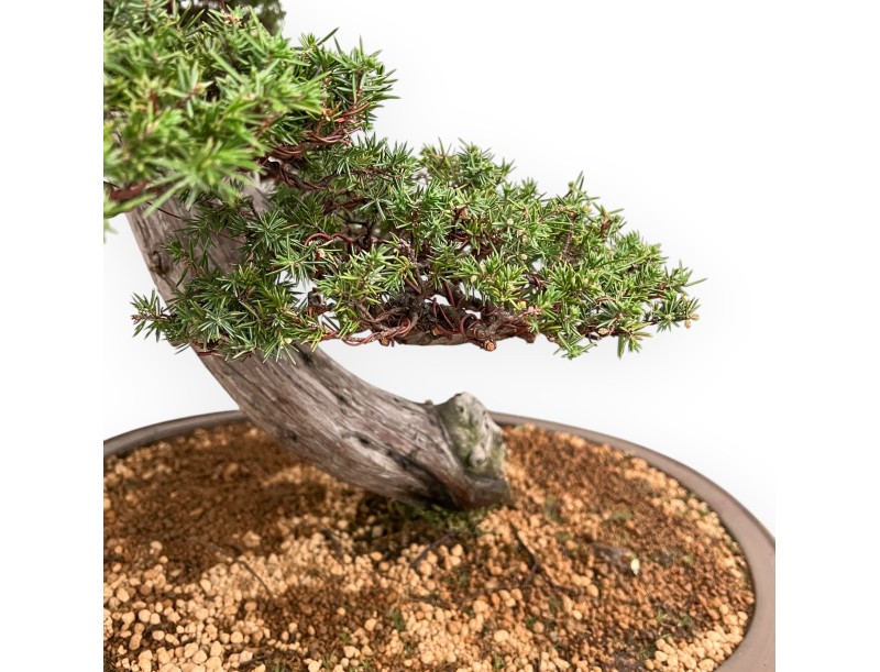 Juniperus Rigida - Genévrier - 98 cm