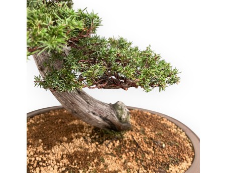 Juniperus Rigida - Enebro - 98 cm