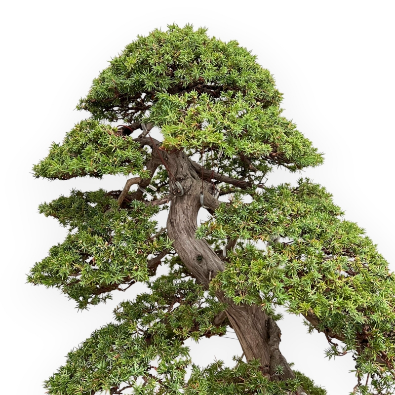 Juniperus Rigida - Genévrier - 98 cm