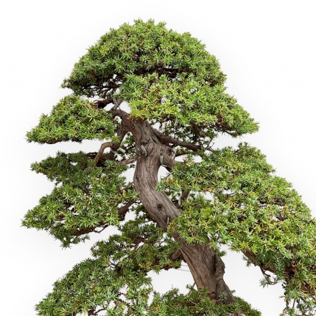 Juniperus Rigida - Juniper - 98 cm
