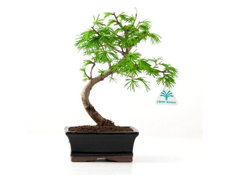 Pseudolarix - Larice - 25 cm