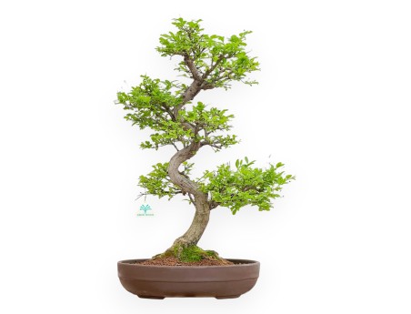 Euonymus Alatus - Evonimo - 61 cm