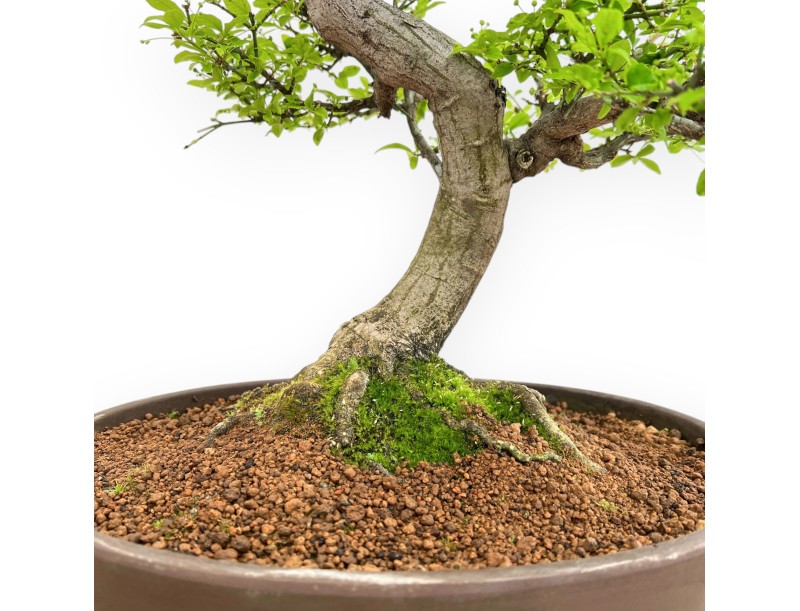 Euonymus Alatus - Fusain - 61 cm