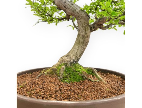 Euonymus Alatus - Evonimo - 61 cm