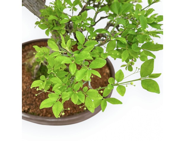 Euonymus Alatus - Spindle - 61 cm 2