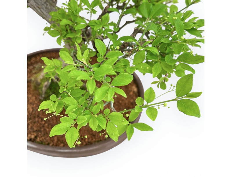 Euonymus Alatus - Spindle - 61 cm