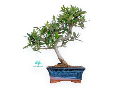 Olea Europaea - European Olive - from 30 to 32 cm