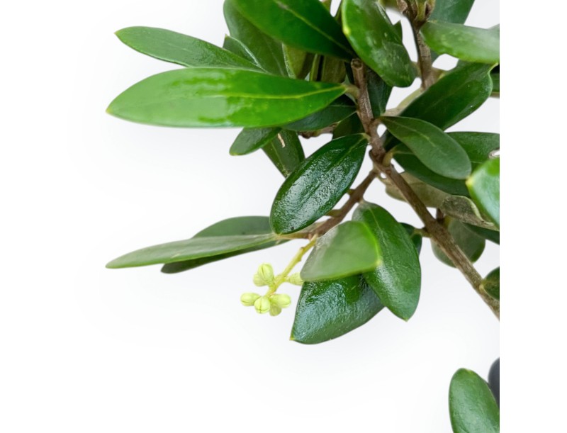 Olea Europaea - Olivo - da 30 a 32 cm
