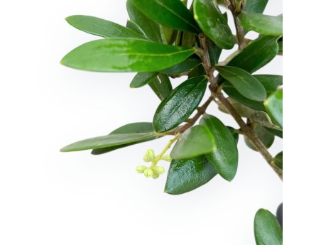 Olea Europaea - Olivo - da 30 a 32 cm