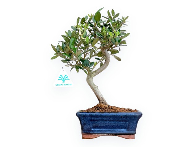 Olea Europaea - Olivier Européen - de 30 à 32 cm 2