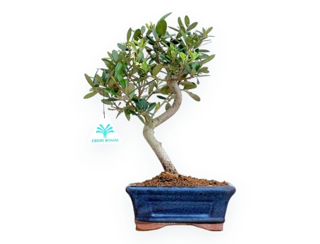 Olea Europaea - Olivo - da 30 a 32 cm