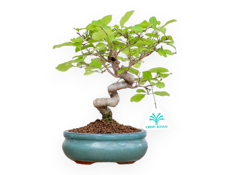 Chionanthus retus - 25 cm