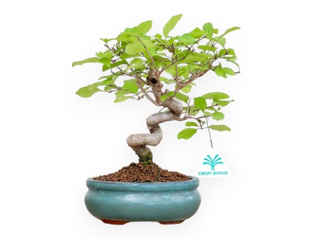 Chionanthus retus - 25 cm