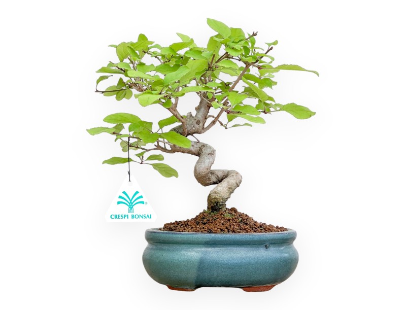 Chionantus Retusum - 25 cm