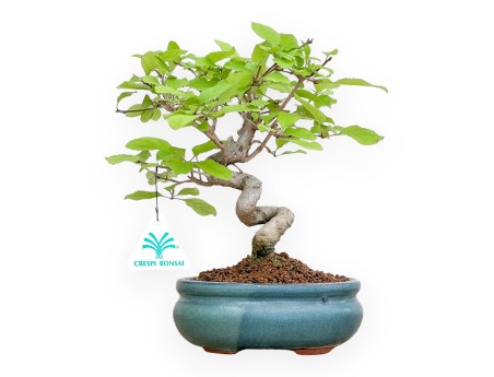 Chionanthus retus - 25 cm