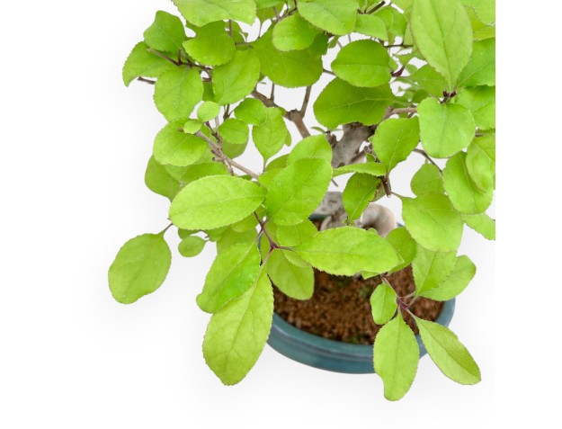 Chionantus Retusum - 25 cm 2