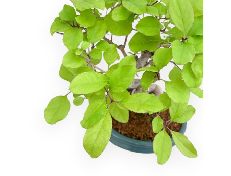 Chionanthus retusum - 25 cm