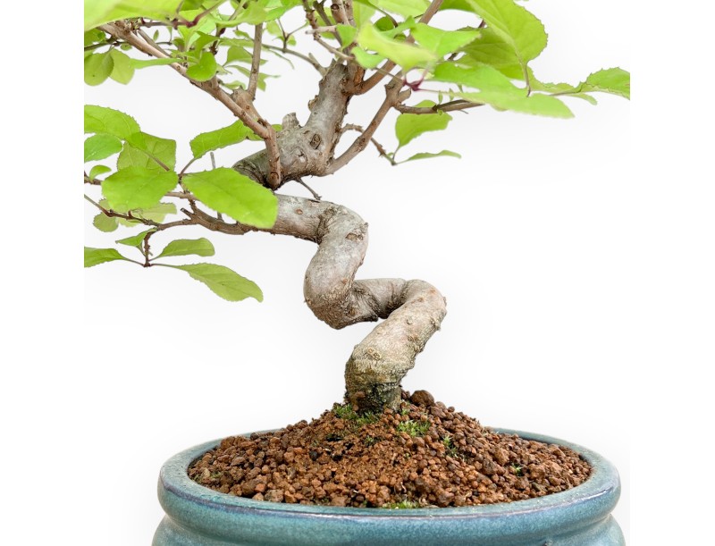 Chionanthus retus - 25 cm