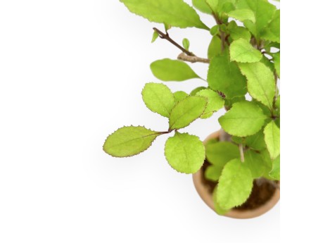 Chionanthus retus – 23 cm