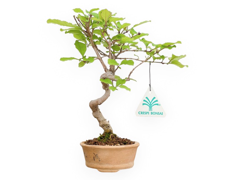 Chionanthus retus – 23 cm