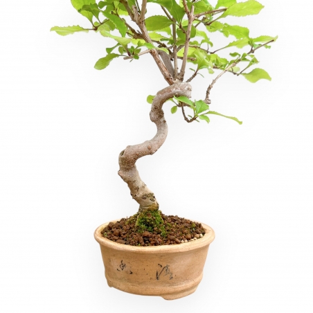 Chionanthus retusum - 23 cm