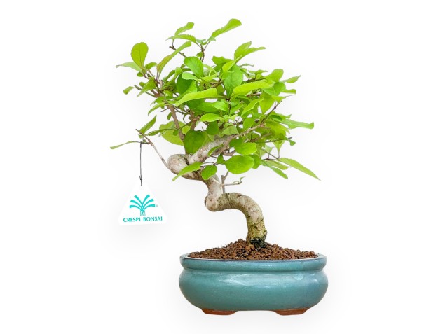 Chionanthus retus - 28 cm