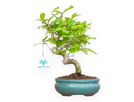Chionanthus retus - 28 cm