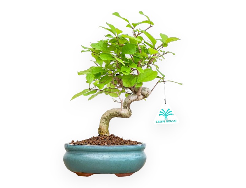 Chionanthus retus - 28 cm