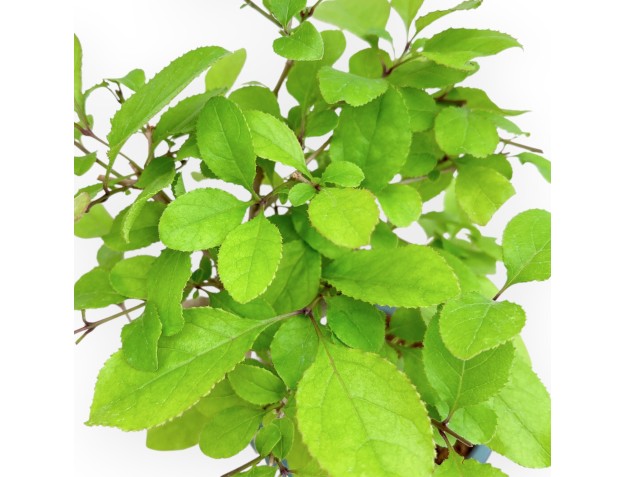 Chionanthus retus - 28 cm 2