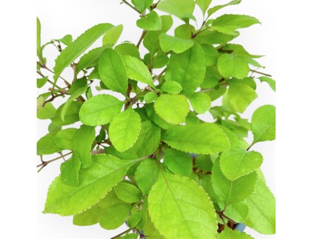 Chionanthus retus - 28 cm