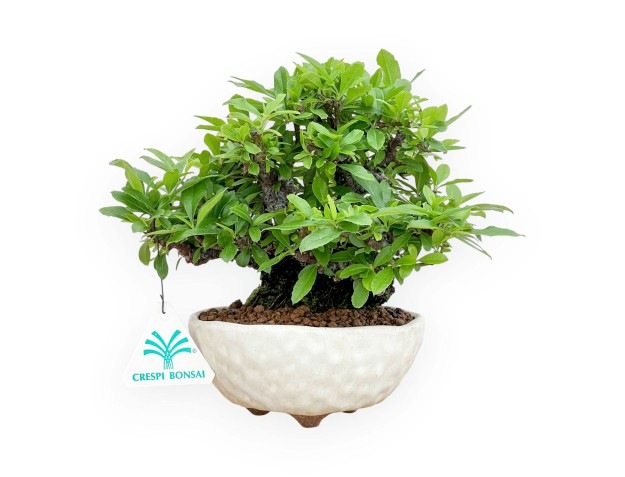 Pyracantha - 19 cm