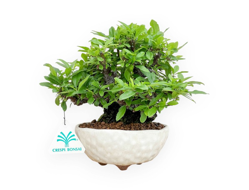 Pyracantha - 19 cm