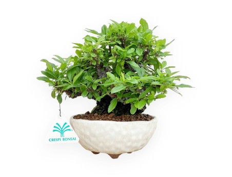 Pyracantha - 19 cm