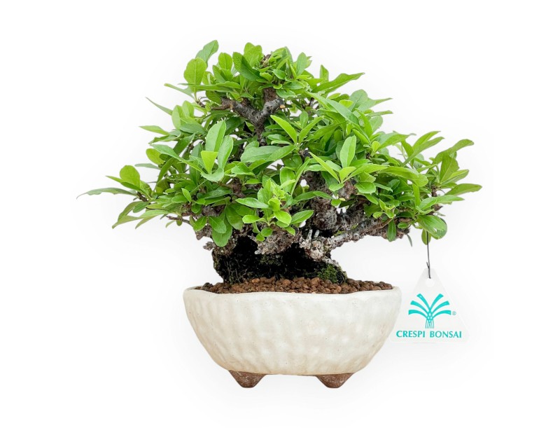 Pyracantha - 19 cm